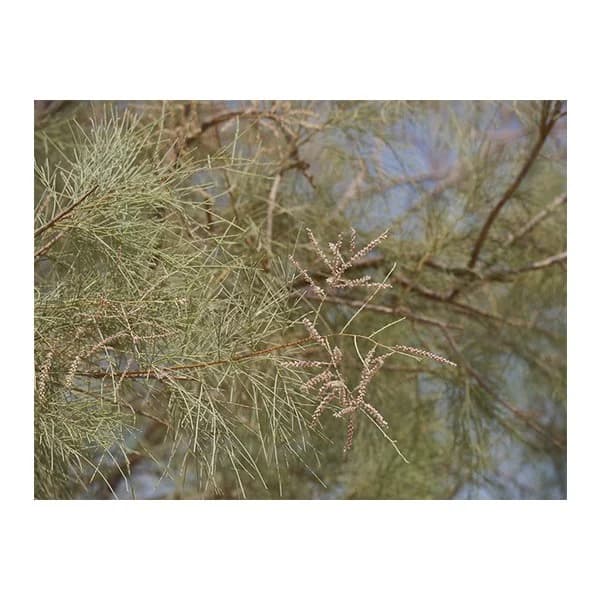 Tamarix