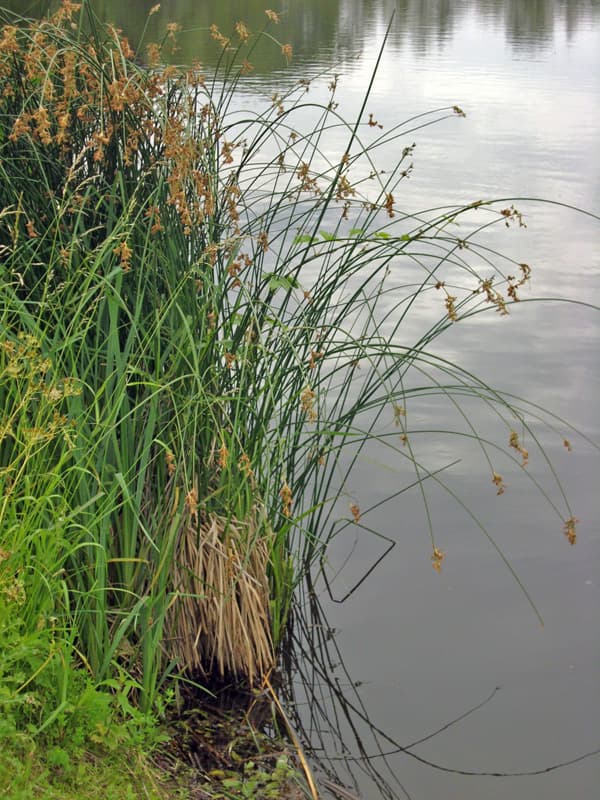 scirpus