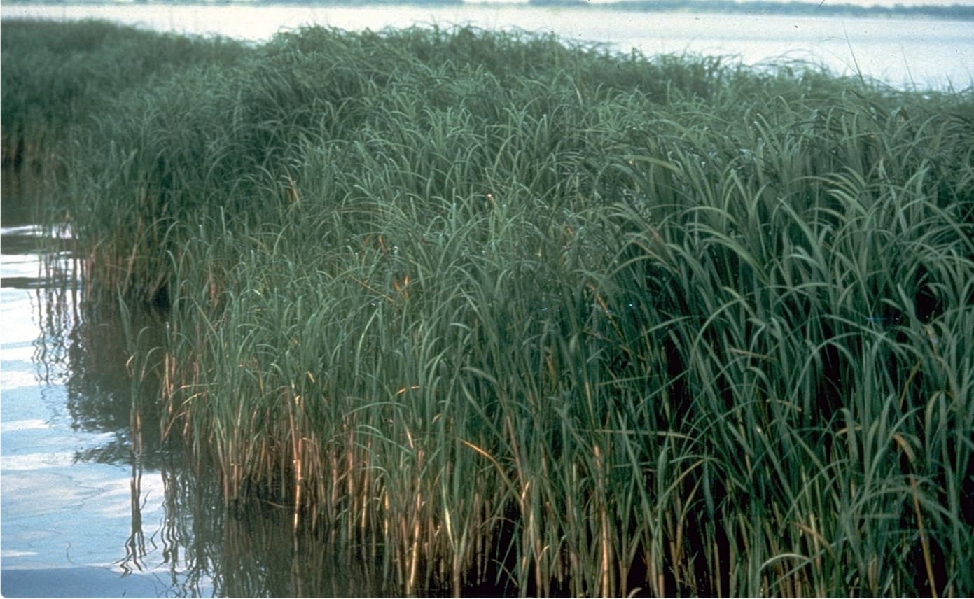 Reeds