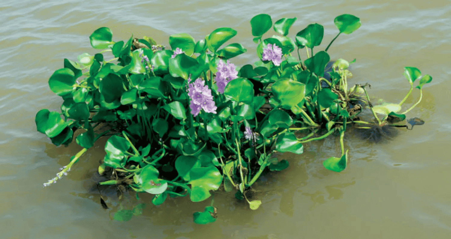 Water Hyacinth