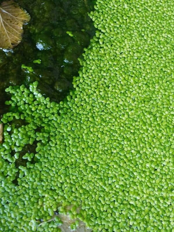 Duckweed