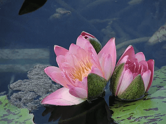 Water Lily
