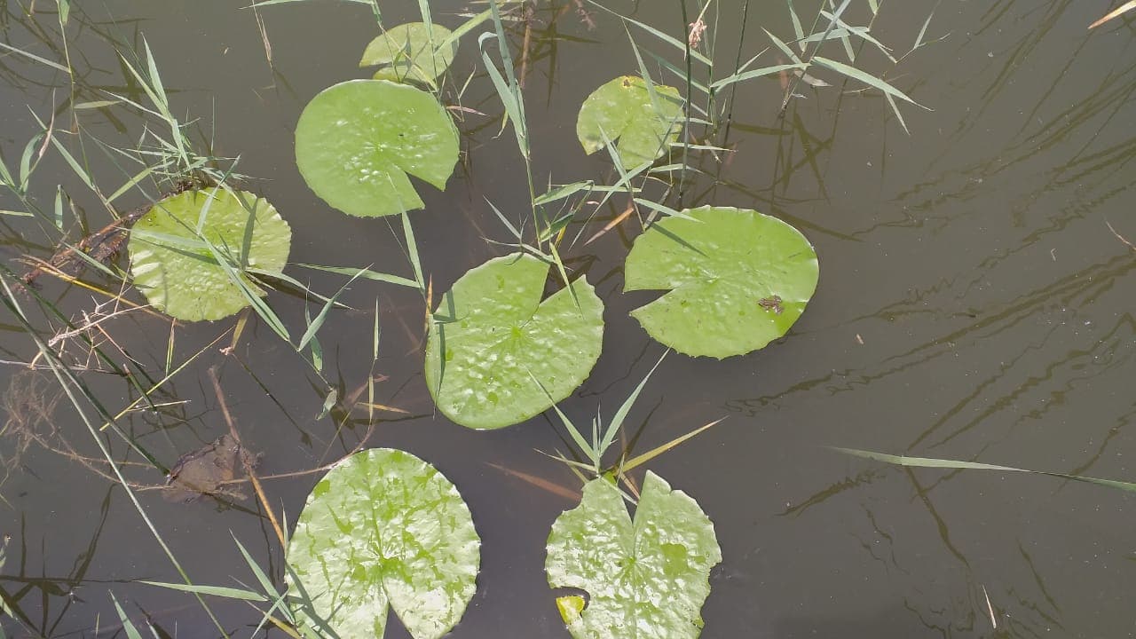 Stonewort