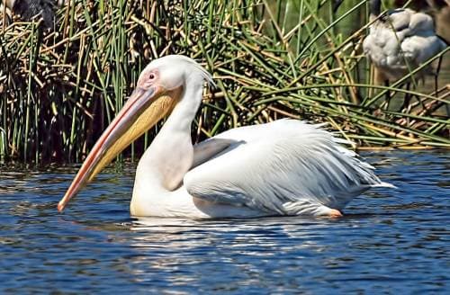 Great White Pelican