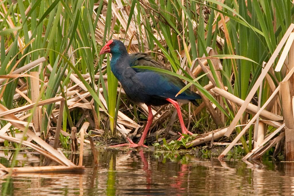 Purple Swamphen