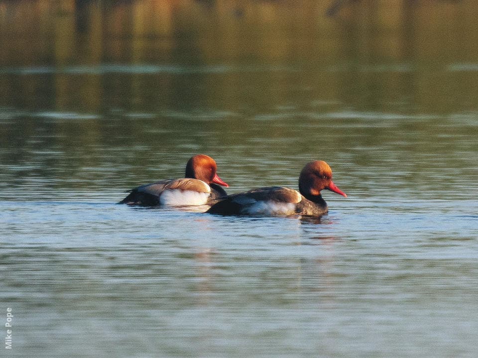 Common Pochard
