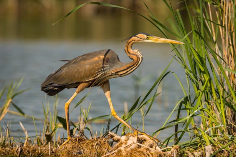 Purple Heron