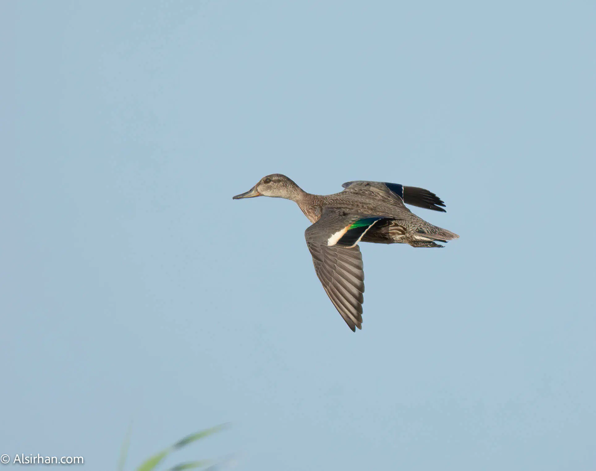 Common Teal
