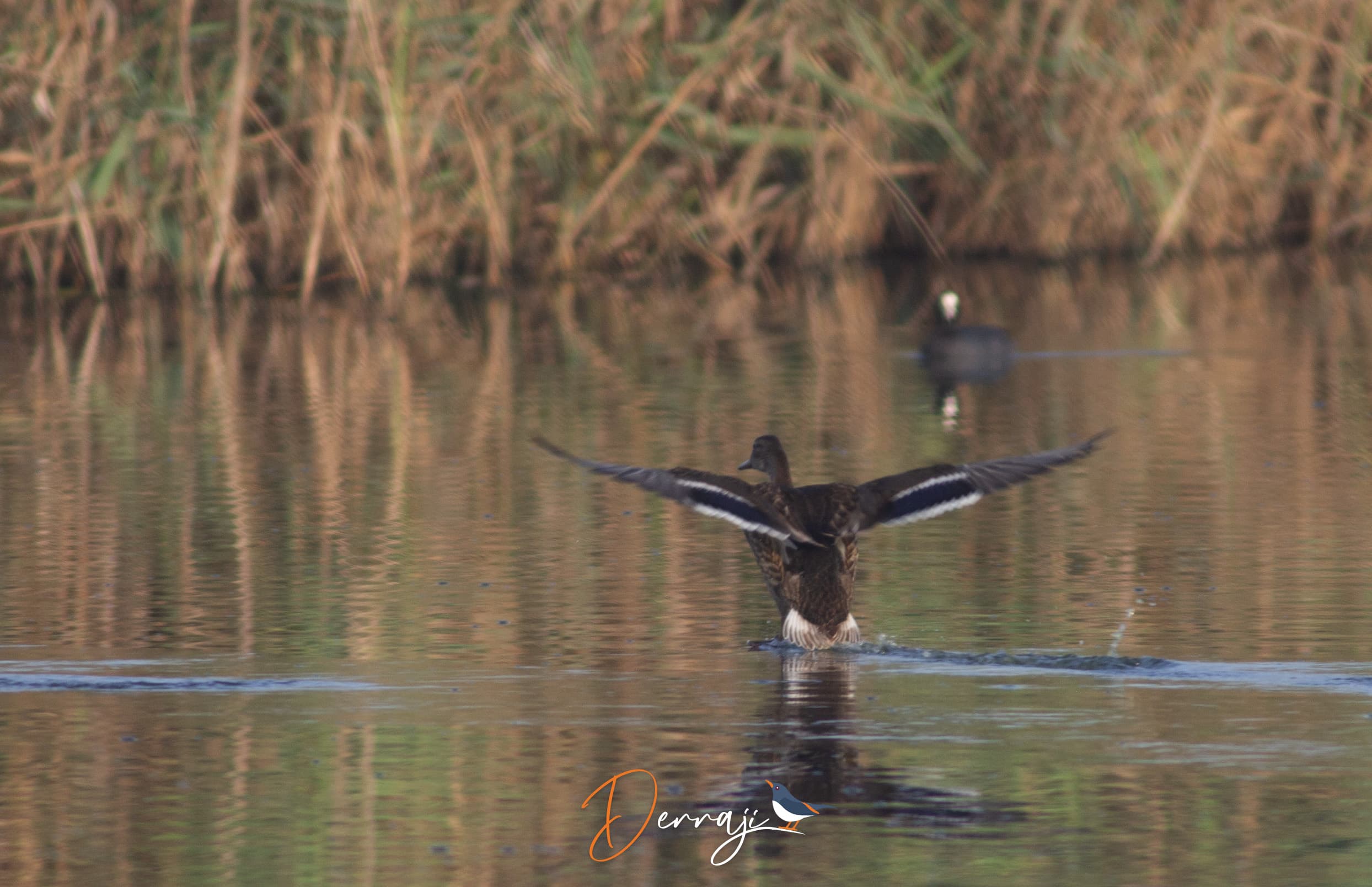 Mallard