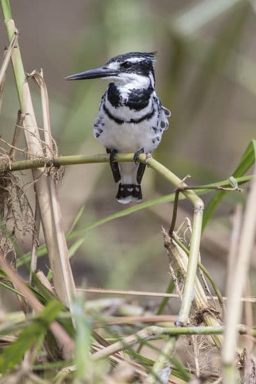 Pied Kingfisher