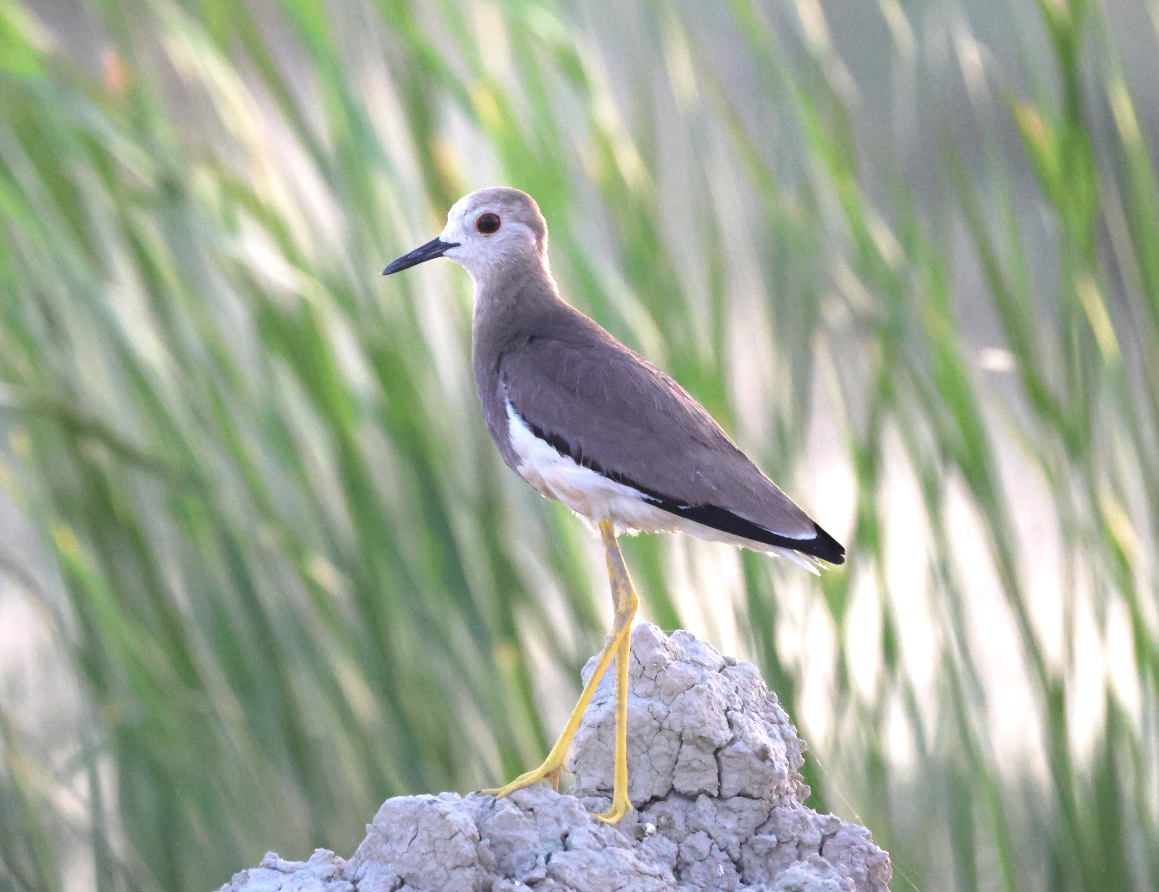 Spur-winged Lapwing