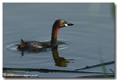Little Grebe