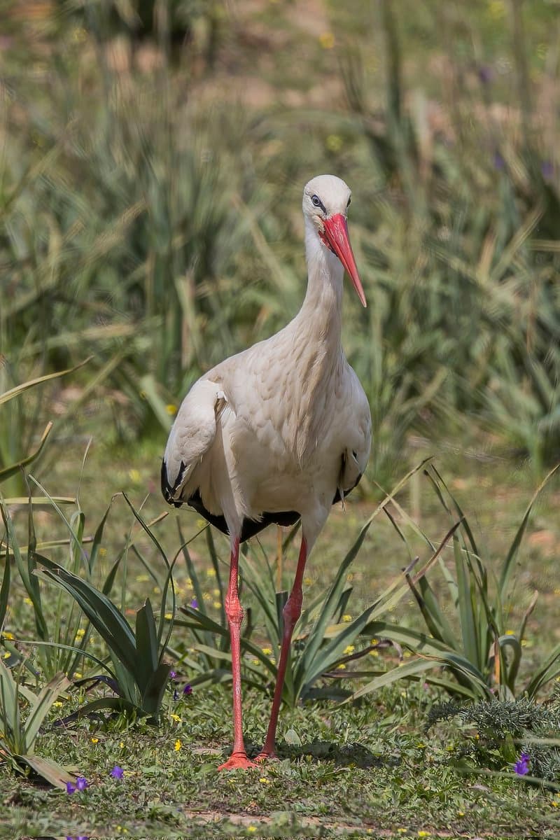 White Stork