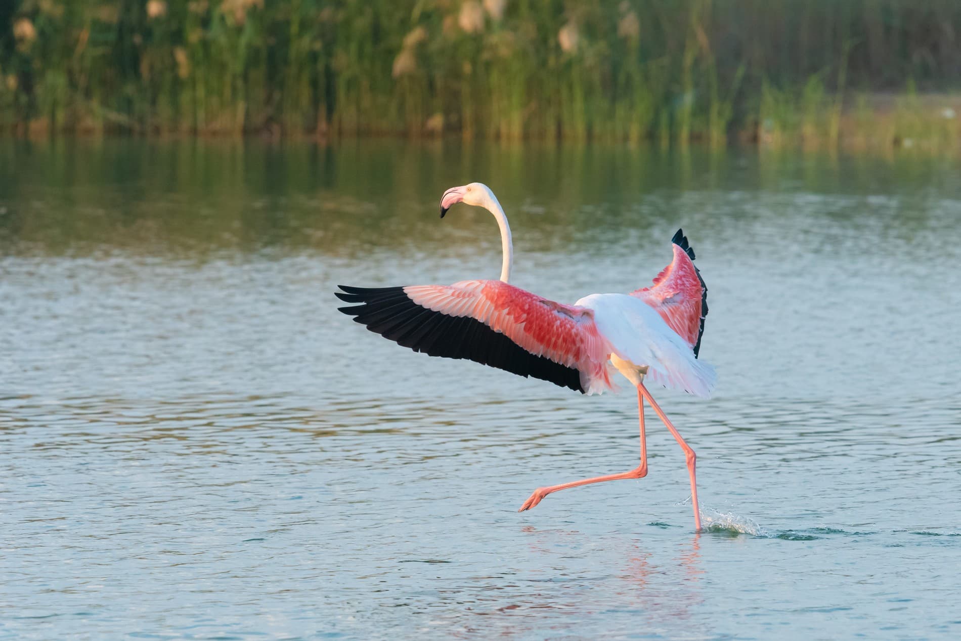Greater Flamingo