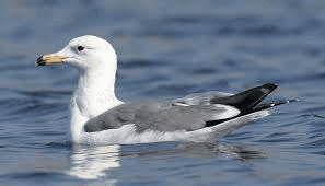 Armenian Gull