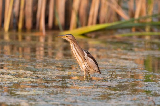 Little Bittern