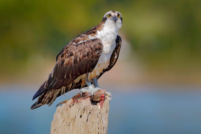 Osprey