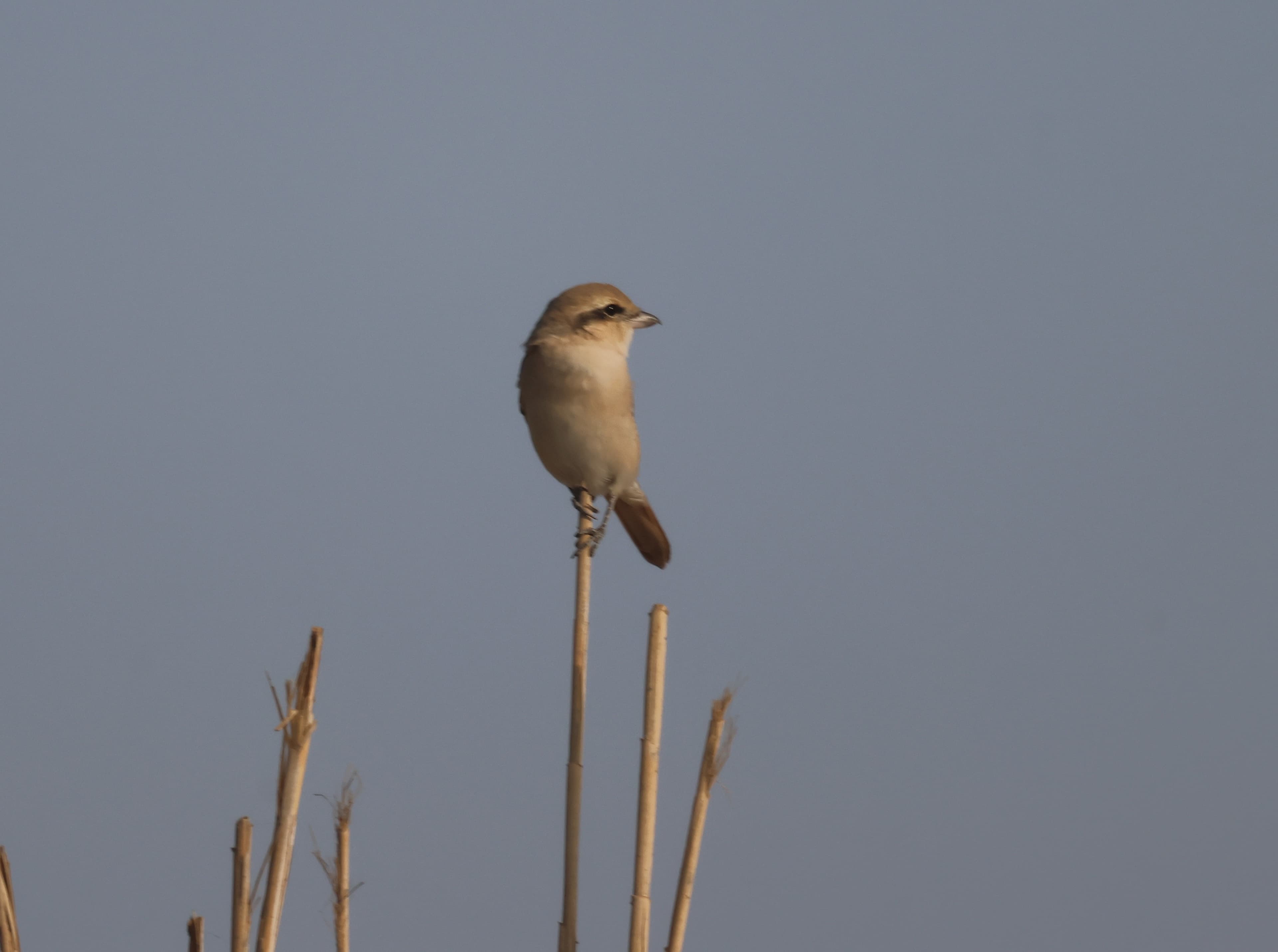 Red-backed Shrike