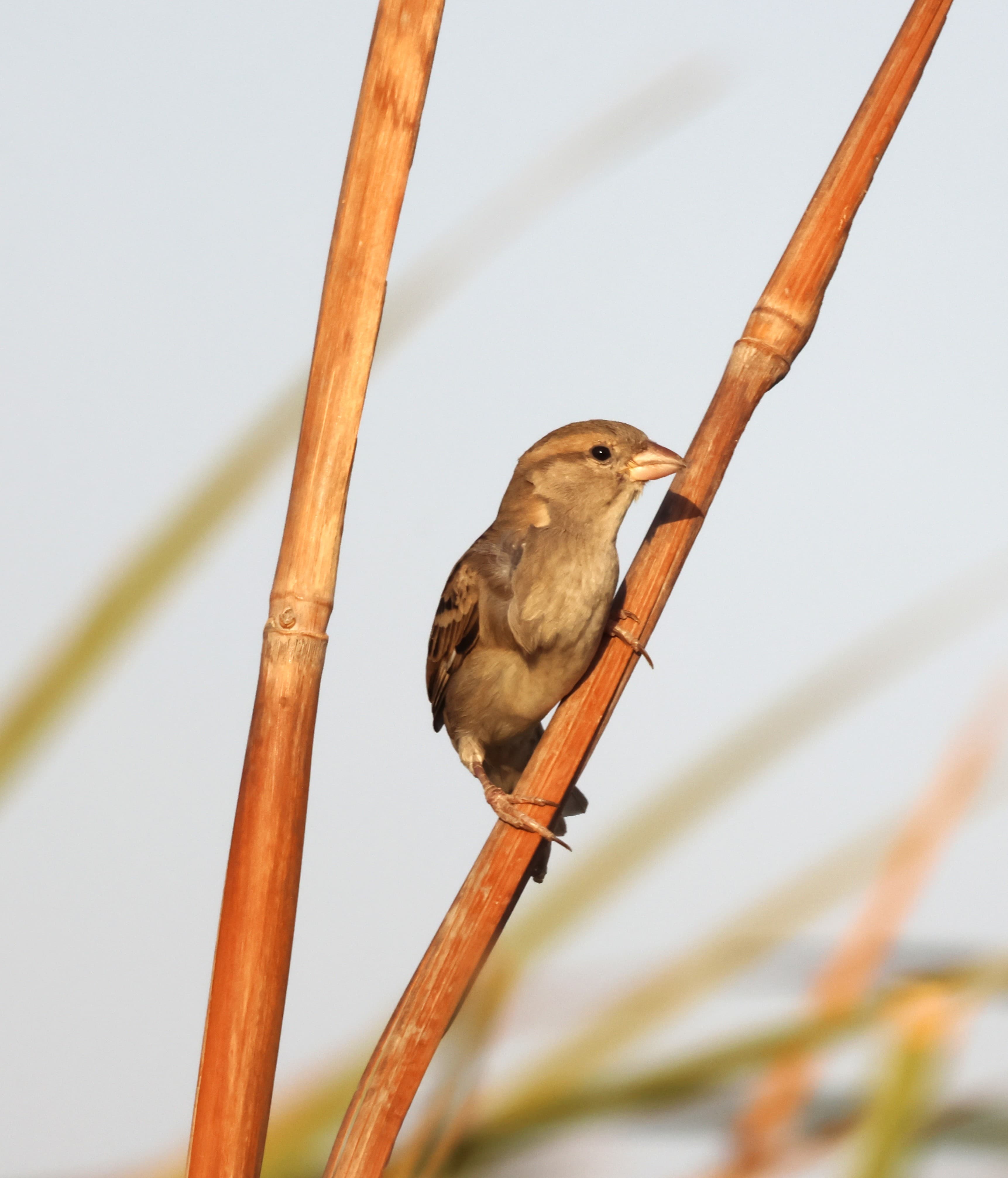 Passer domesticus