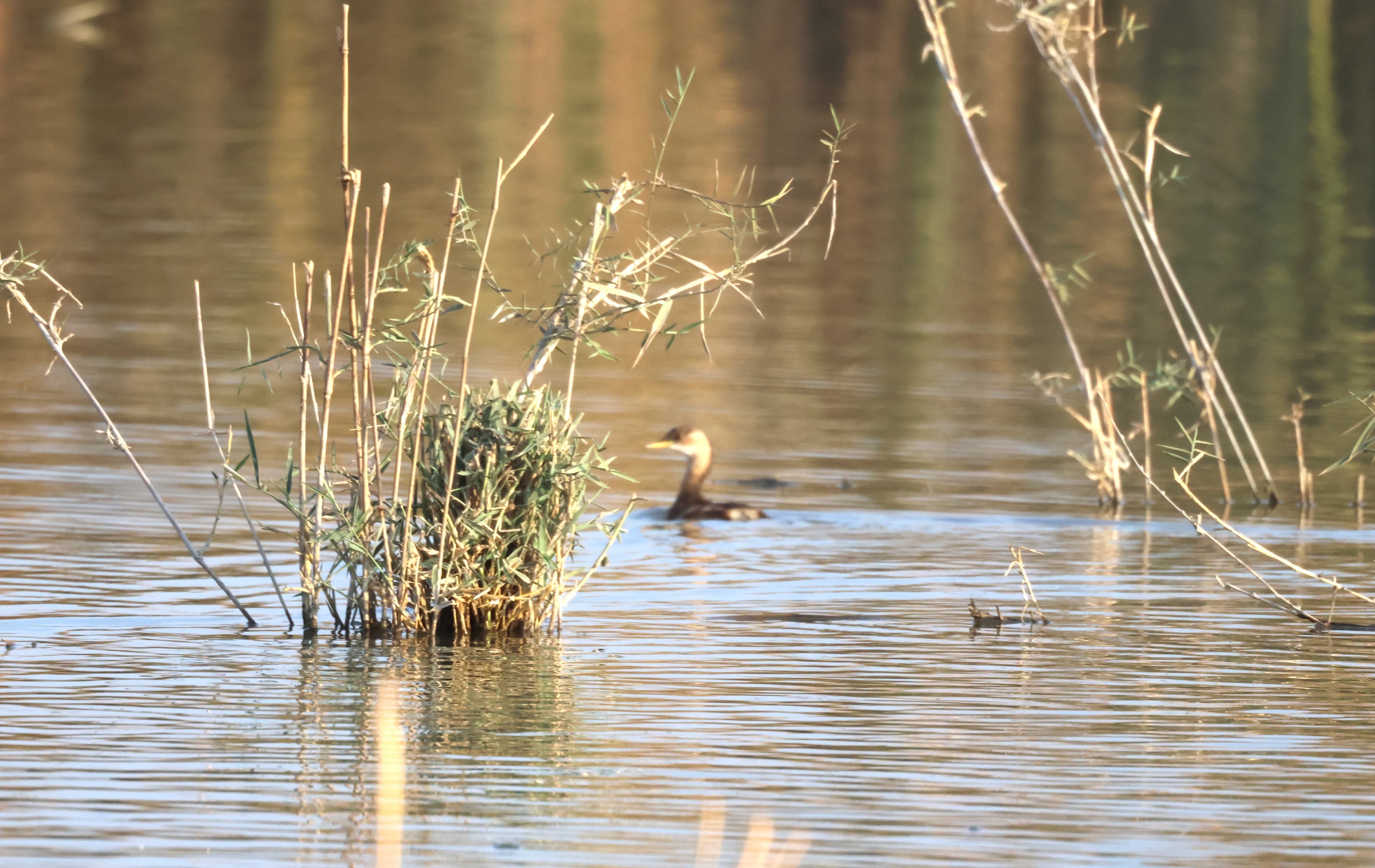 Little Grebe