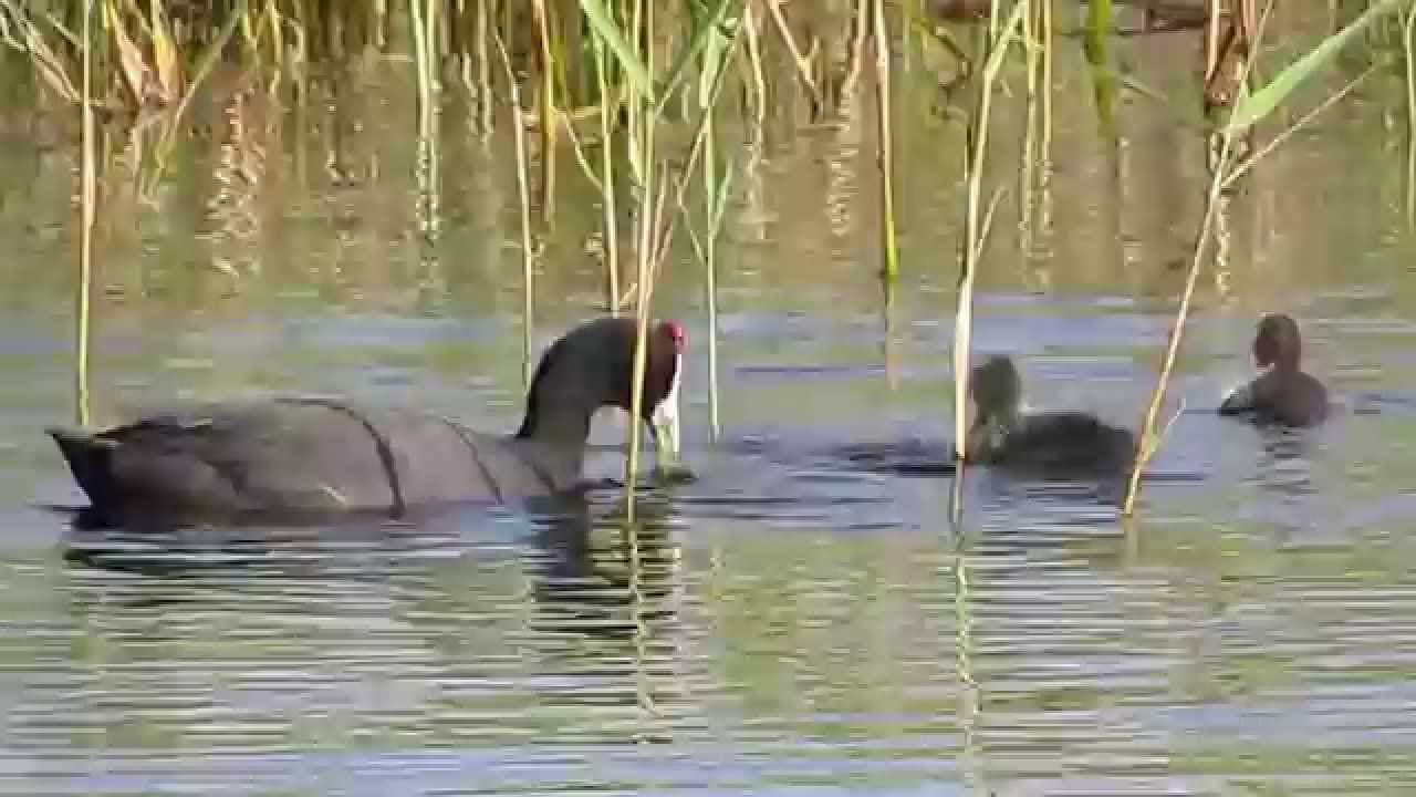 Coot