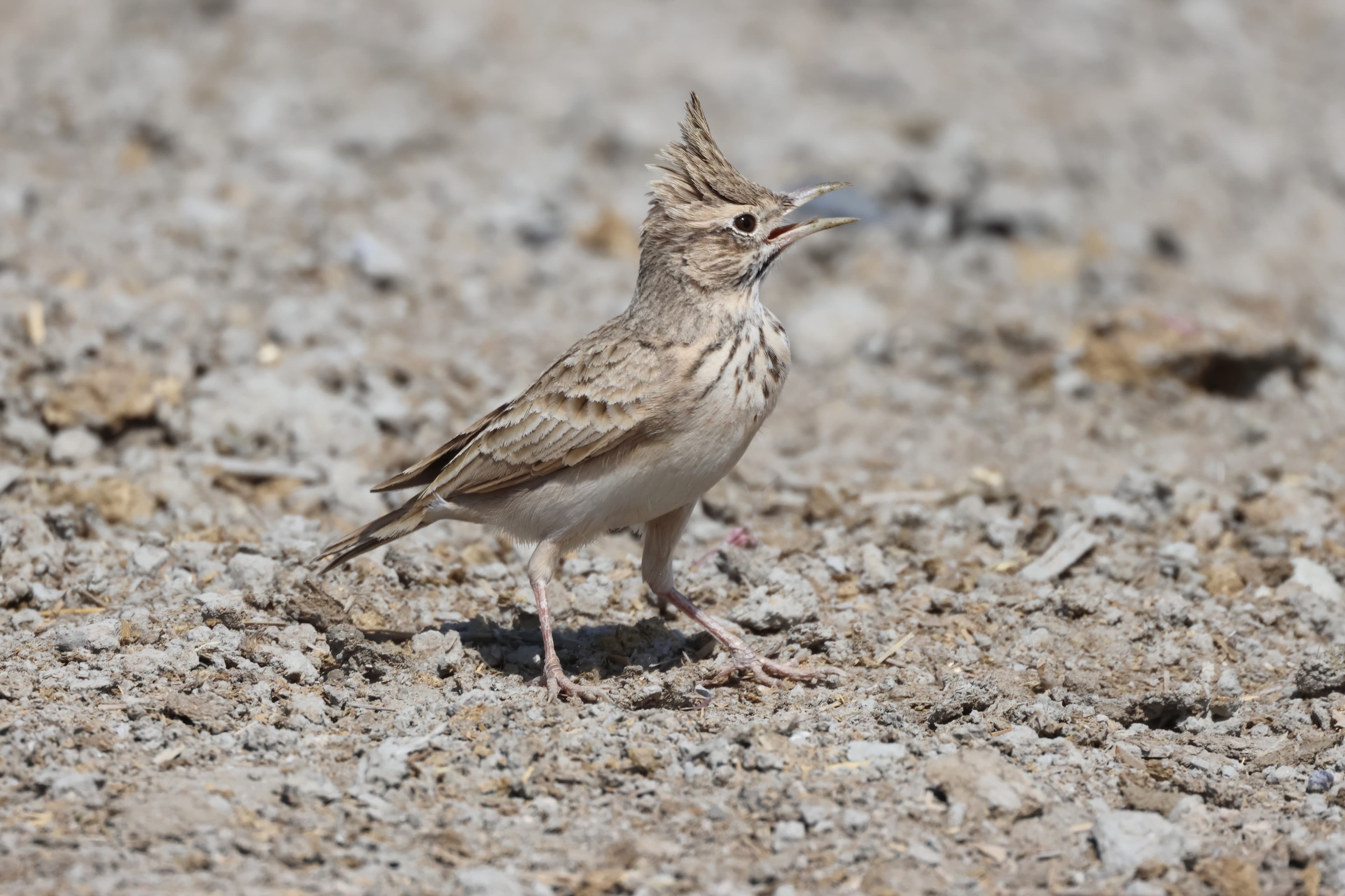 Galerida cristata