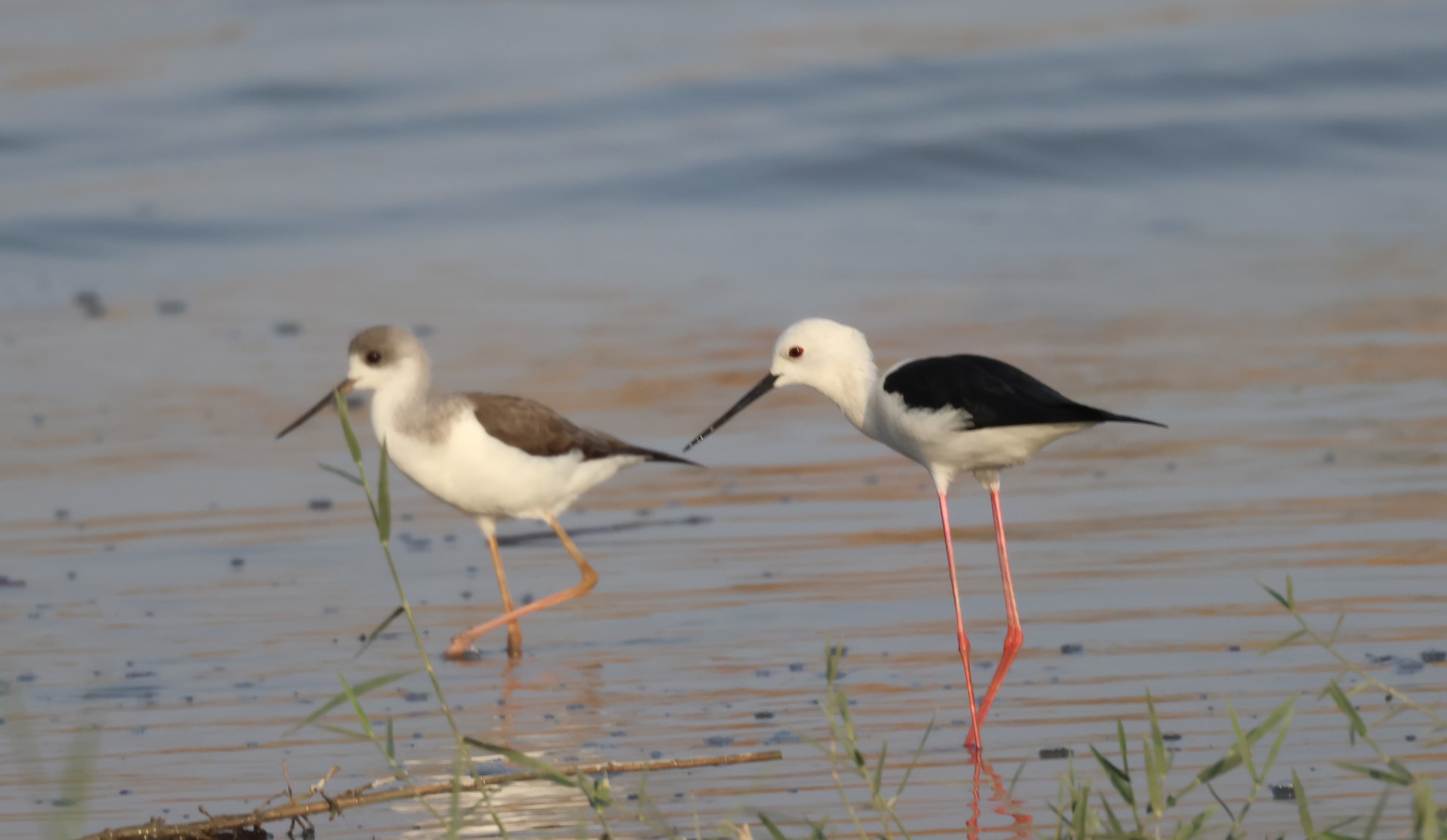 Black-winged Stilt
