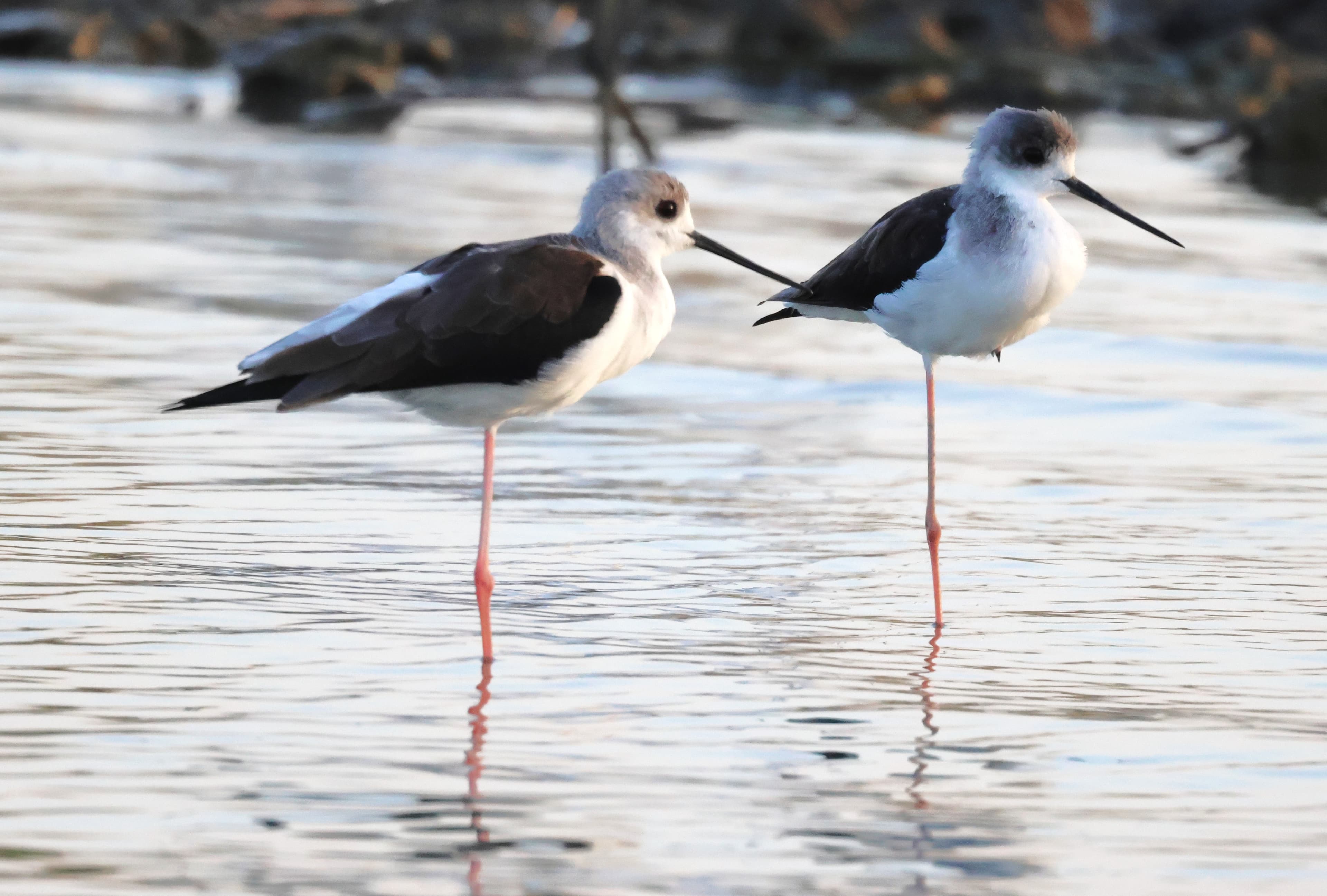 Black-winged Stilt