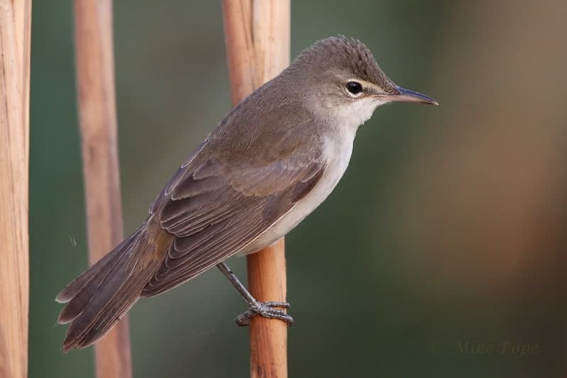Basra Reed Warbler