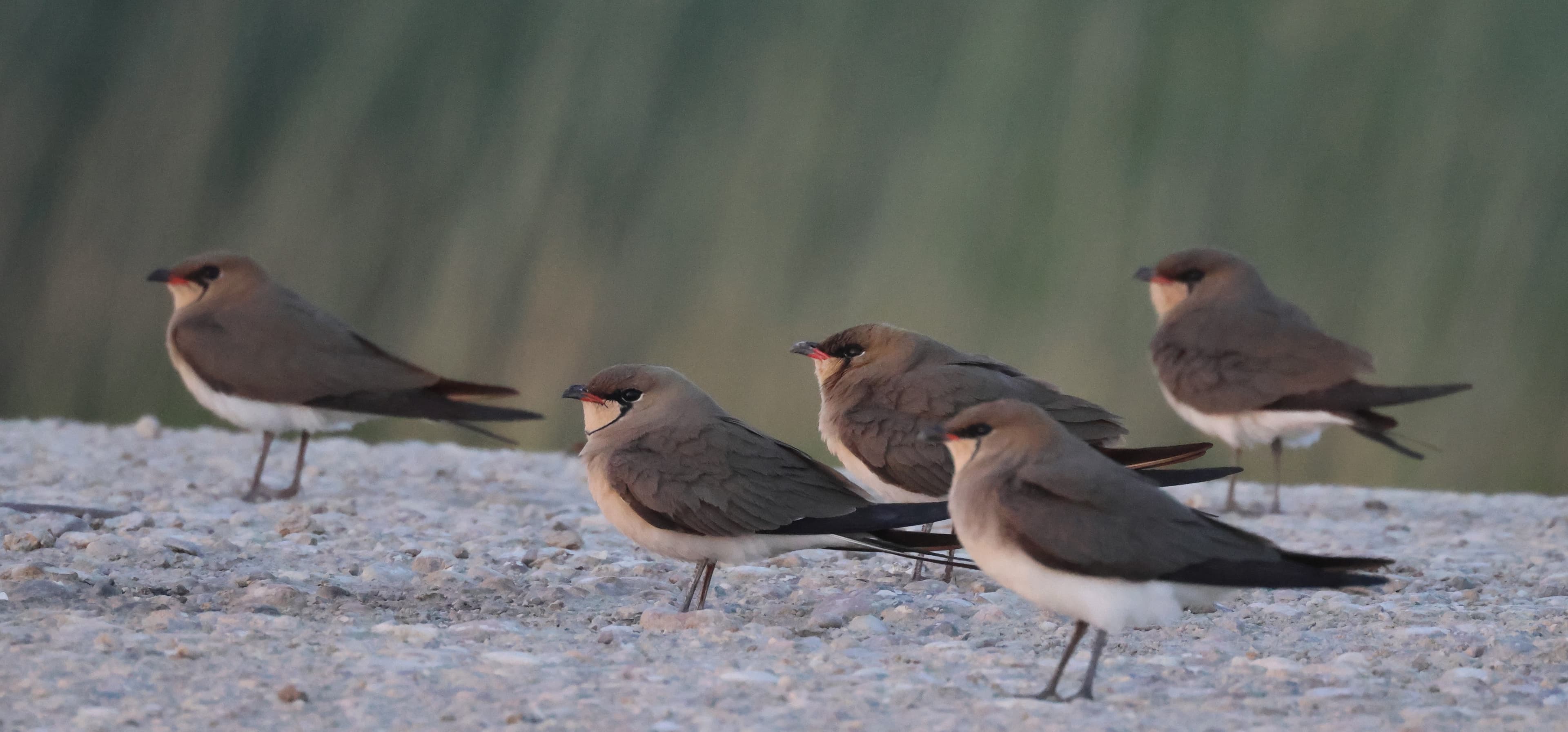 Collared Pratincole