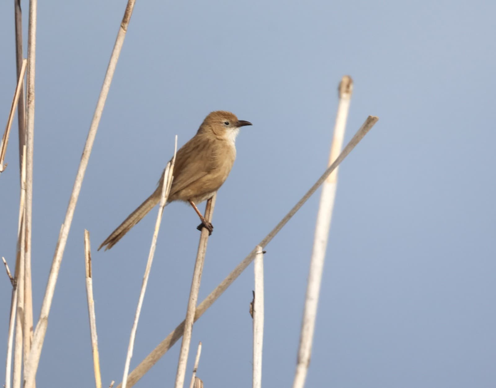 Iraq Babbler
