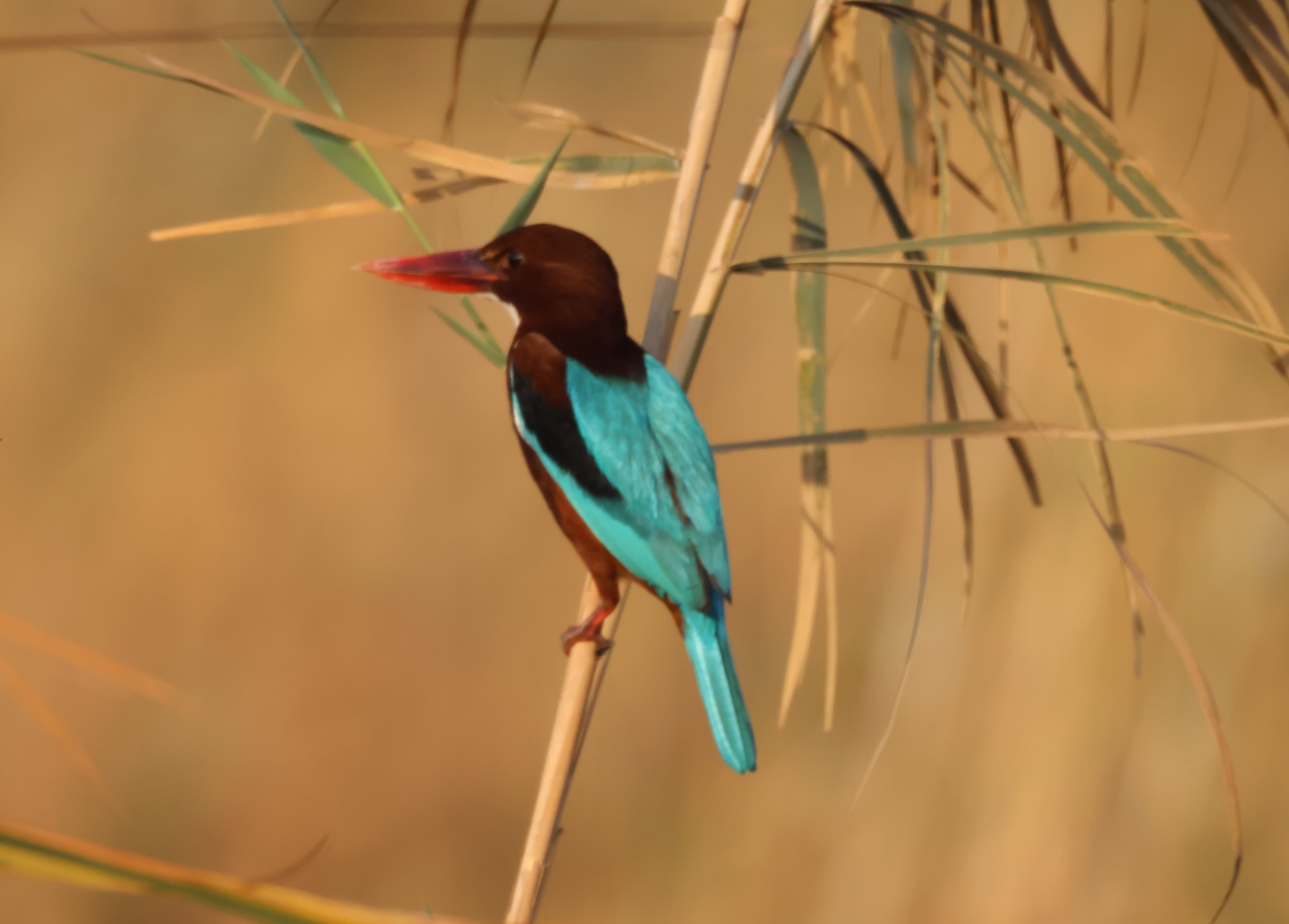 White-throated Kingfisher