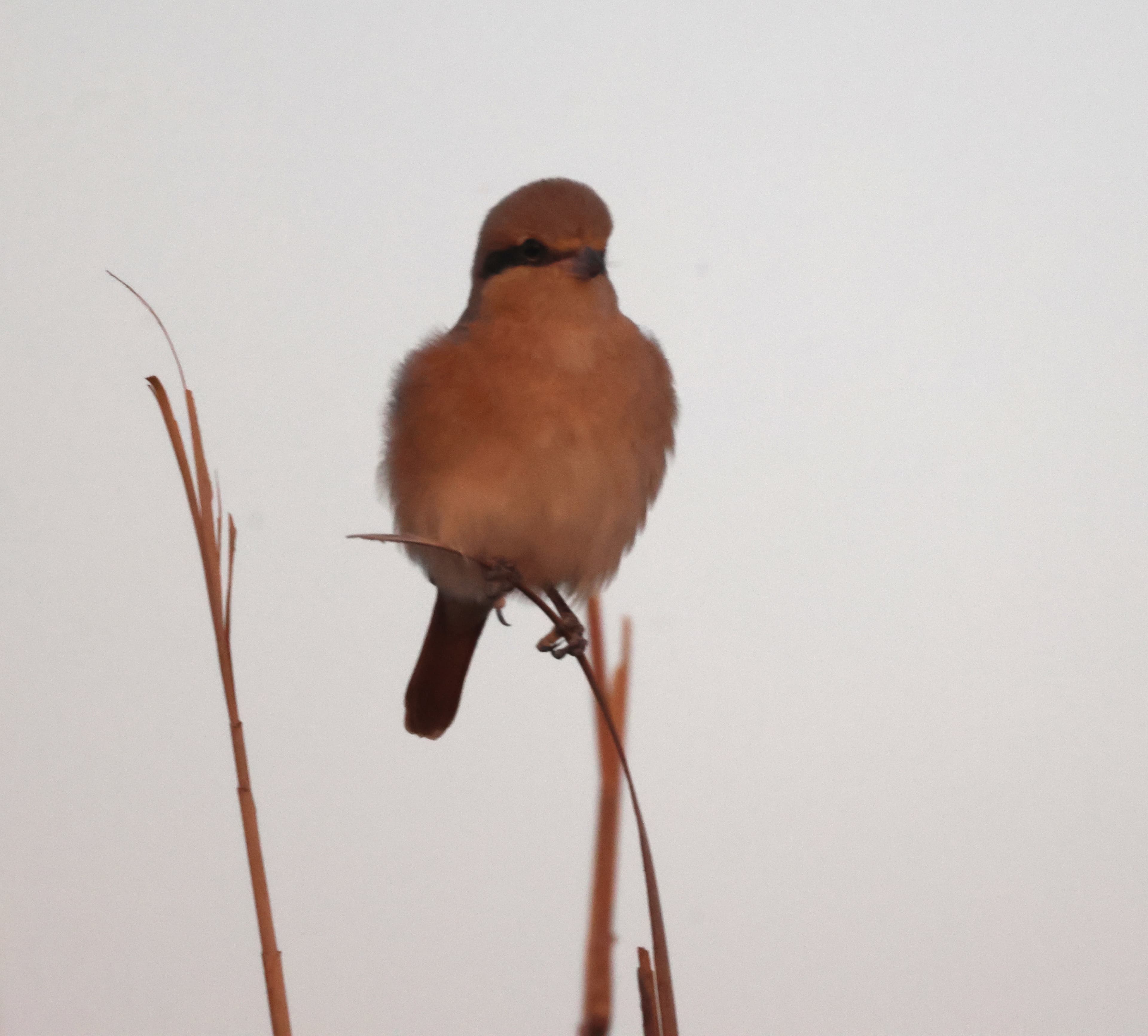 Red-tailed Shrike