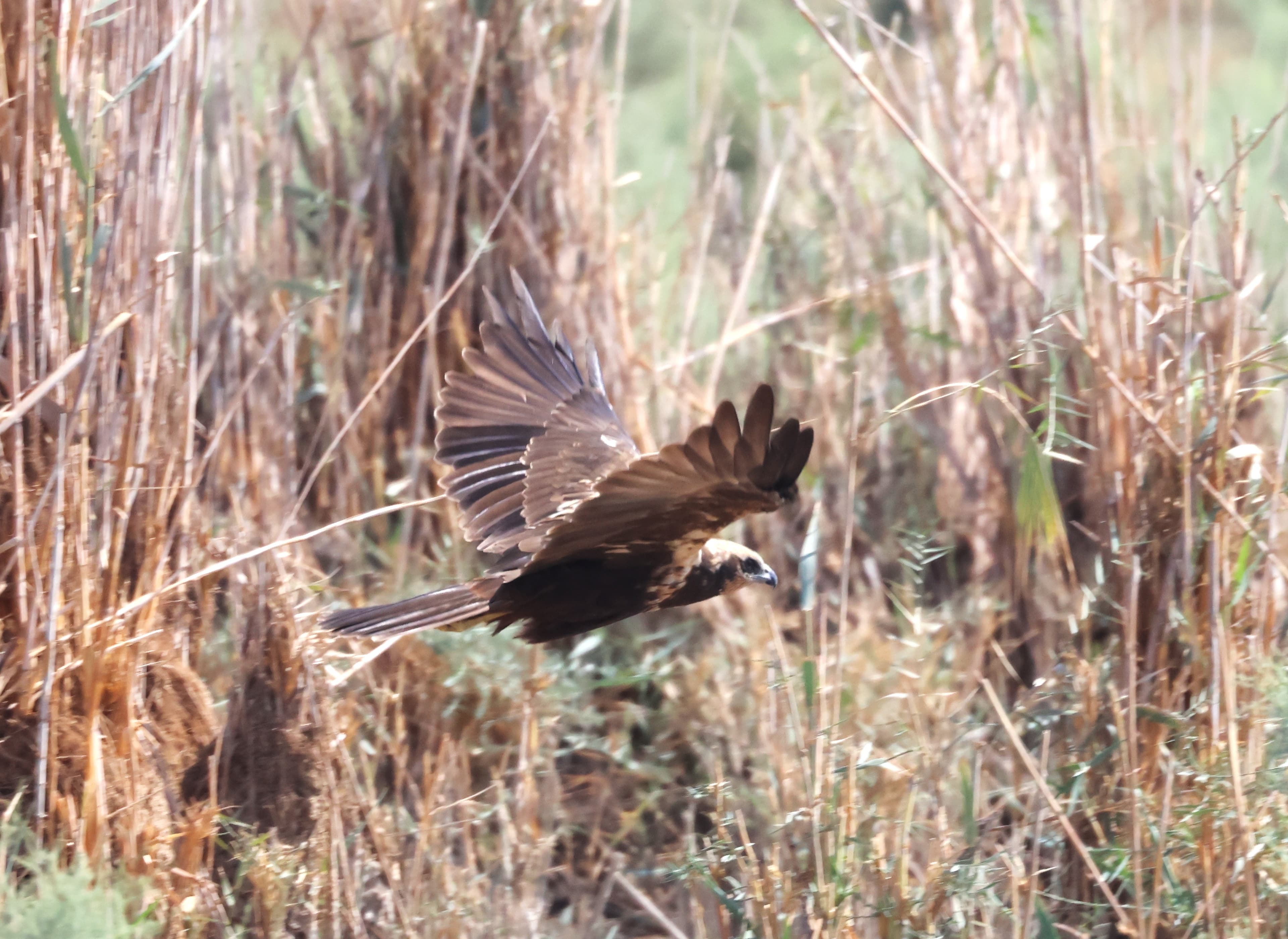 Western Marsh Harrier