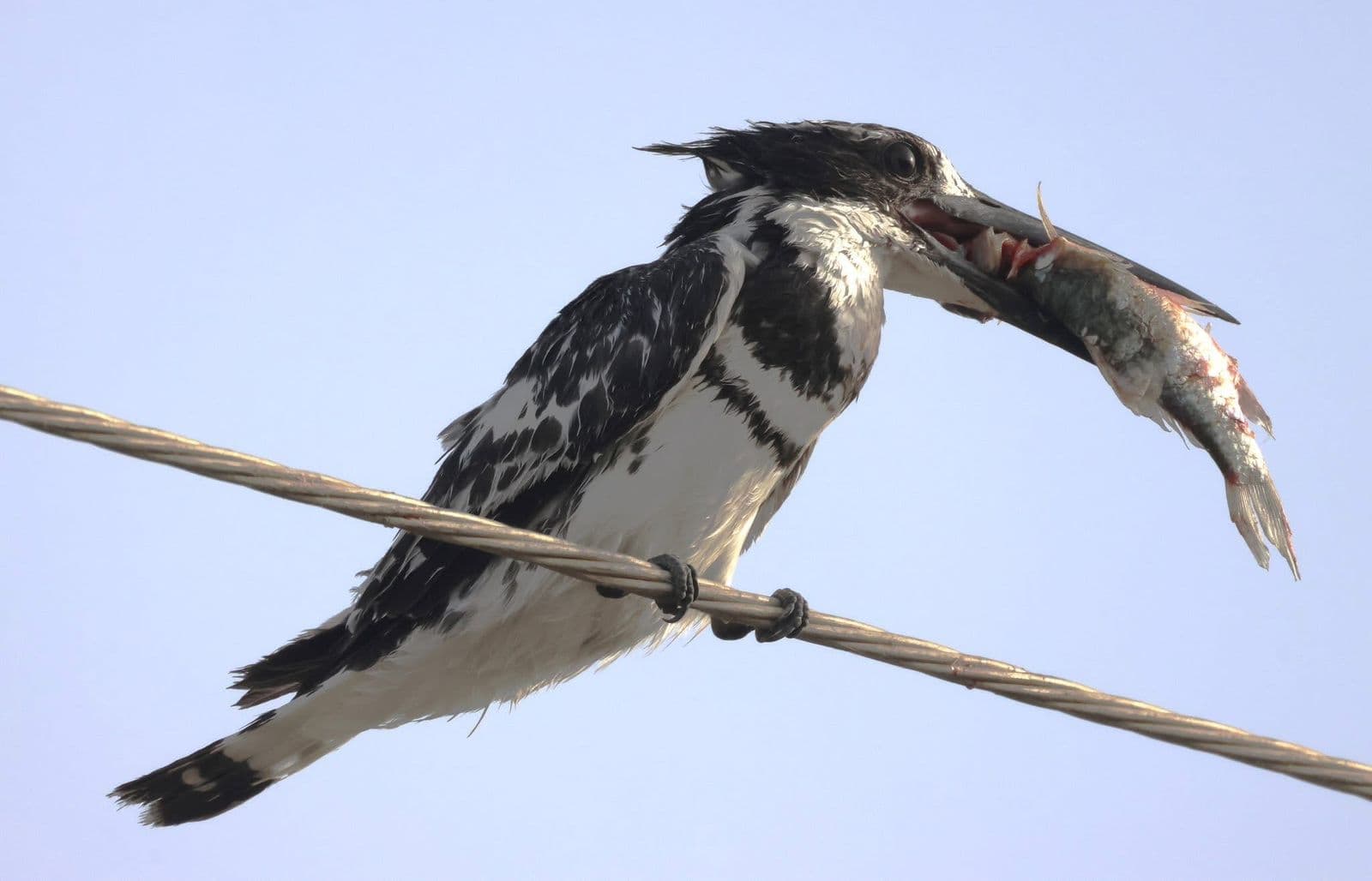 Pied Kingfisher