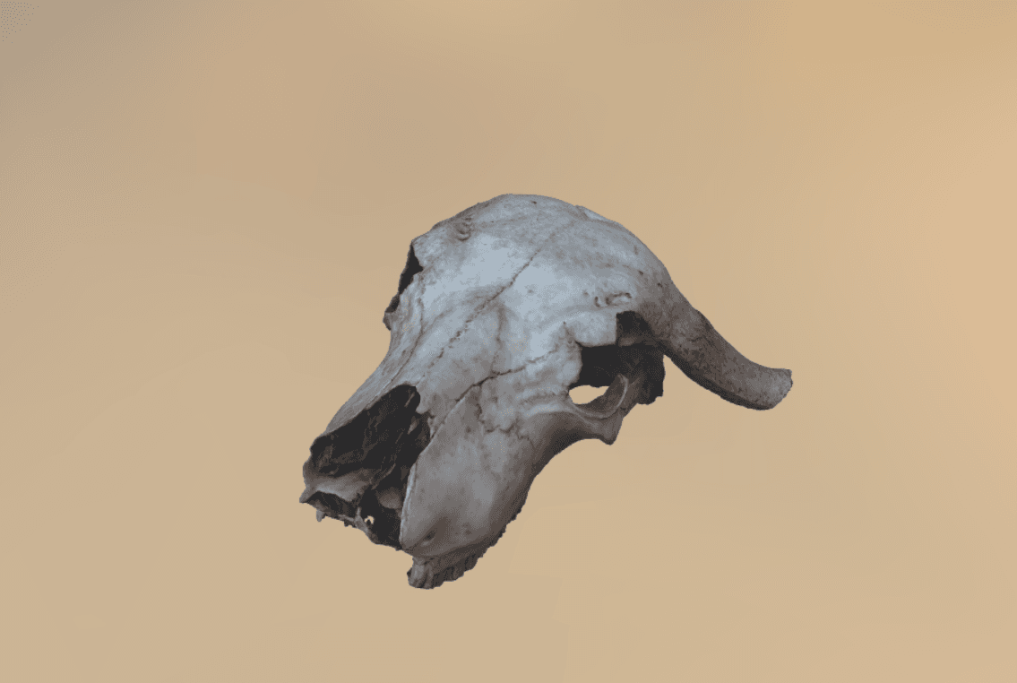 Animal skull artifact