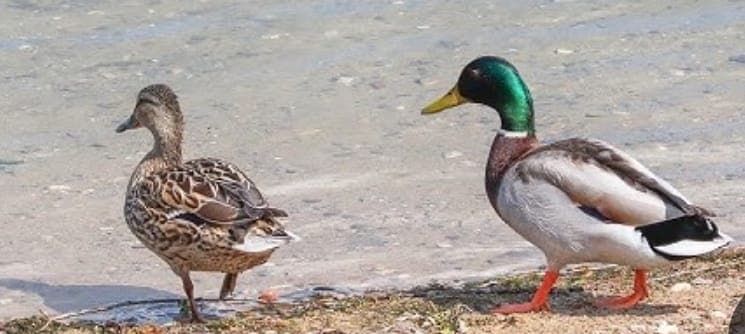 The Marsh Environment: Ecosystem & Challenges