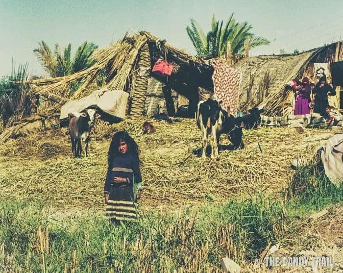 Ma'dan settlement with cattle and reed houses, 1989